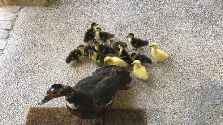 Tenetevi stretti le risate - 40 momenti divertenti con animali adorabili