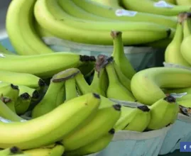 Mit diesem Trick werden unreife Bananen innerhalb von einer Stunde reif.