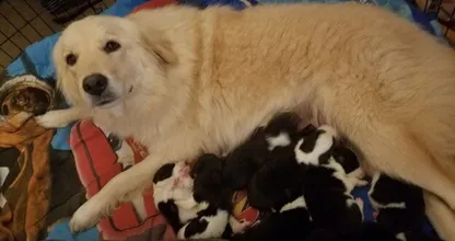 Deze hond is ontroostbaar omdat haar puppy's zijn overleden tijdens een brand, maar wat haar baasjes dan doen..