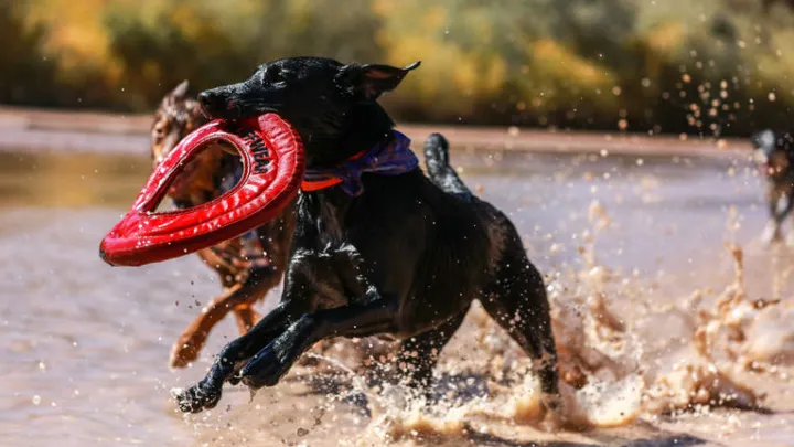 Om deze reden kun je je hond beter geen rood speeltje geven