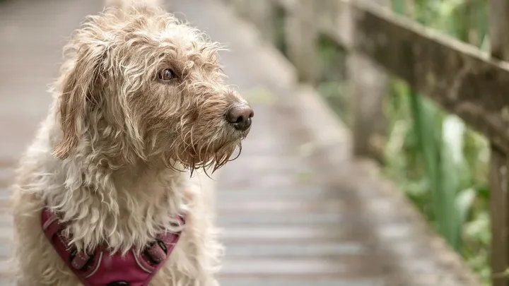 Dit zijn de meest voorkomende symptomen van de ziekte van Lyme bij honden