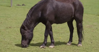 AFSCHUWELIJK: pony aangerand op klaarlichte dag, help de dader zoeken! Delen SVP!