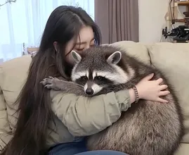 Pet Raccoon Won’t Leave Wife Alone – When Husband Discovers Why, He Calls The Police