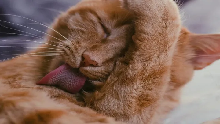 Aha! Ecco perché al tuo gatto piace leccare i tuoi capelli