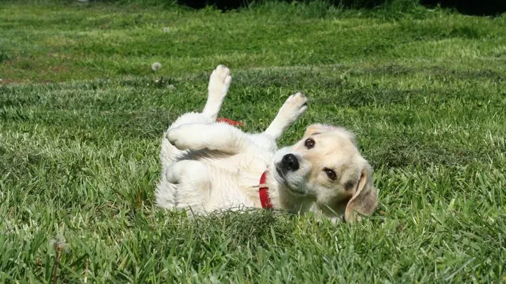 Zo kom je van de geur af als je hond door iets smerigs gerold heeft