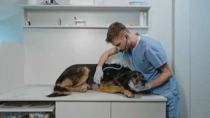 Om déze reden wordt de dierenarts steeds duurder
