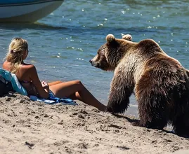Woman Follows Bear into the Sea After It Approaches Her on the Beach