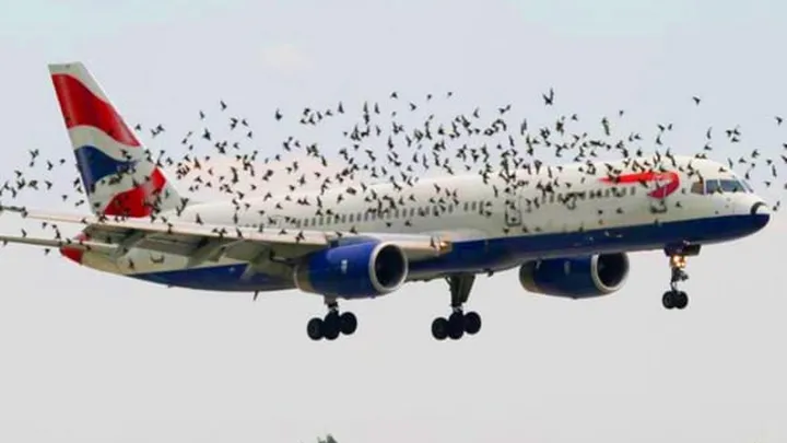 Pilot Bursts Into Tears After Realizing Why Birds Wouldn't Leave The Plane Alone