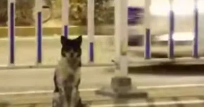 Hond waakt al tachtig dagen over plek waar baas verongelukte