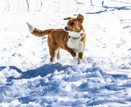 Explained: this is why your dog chases his tail