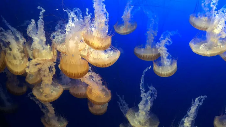 Materiaal voor nachtmerries: enorme bloemkoolkwal gespot voor de Engelse kust