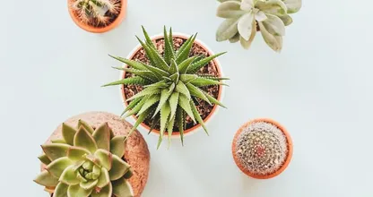 Blijkbaar val je makkelijker in slaap als je deze plant in je slaapkamer zet
