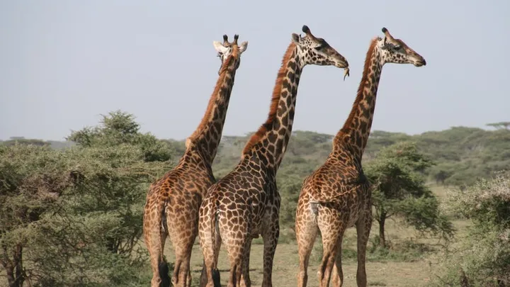 Esta girafa foi vista na natureza - o veterinário fica chocado quando percebe que ela é tão grand