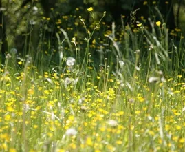 Bewezen: coronavirus slaat harder toe tijdens pollenseizoen