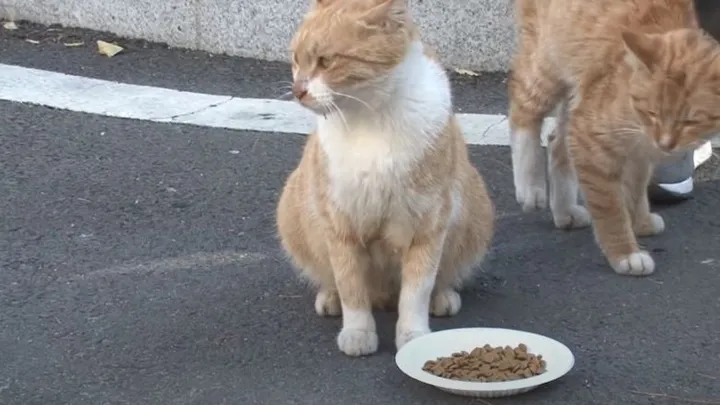 This homeless cat only accepts food from a bag and the reason is touching