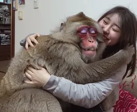 Pet Monkey Won’t Leave Wife Alone – When Husband Discovers Why, He Calls The Police