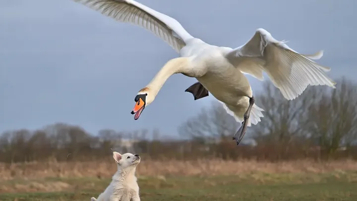 Schwan schnappt sich Welpen aus dem Garten – Was die Nachbarn entdecken, wird Sie umhaue