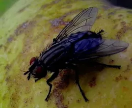 Mit dieser Falle bist du Fliegen ein für alle Mal los!