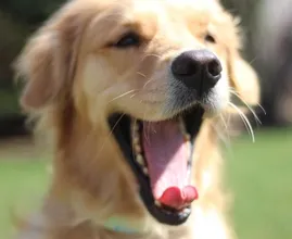 Dit is dus waarom de neus van je hond altijd nat is