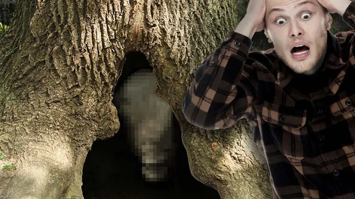 Lumberjacks find a bizarre creature in a hollow tree