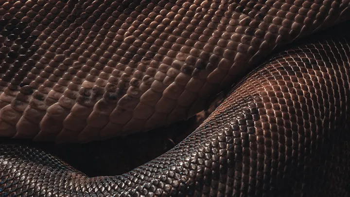 ¡Estos trabajadores encontraron una serpiente gigante - no creerás lo que encontraron dentro!