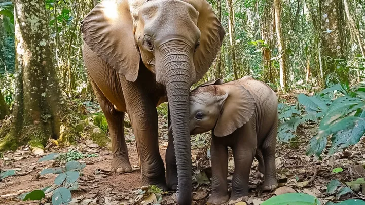 Un elefante pide ayuda a un fotógrafo - La increíble verdad al descubierto