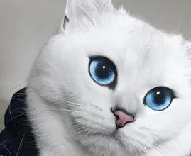 Wow, vielleicht ist dies die schönste Katze auf Erden?