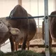 Les vaches russes portent des casques de réalité virtuelle pour réduire leur stress