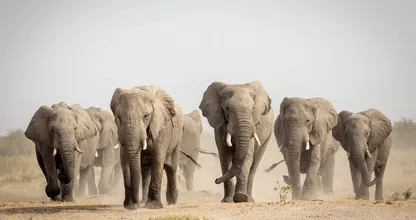 Nieuw onderzoek: olifanten hebben net als mensen namen voor elkaar