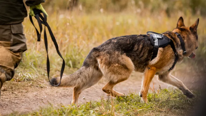 Un chien policier à la retraite fait une découverte intéressante avec l’aide de son propriétaire