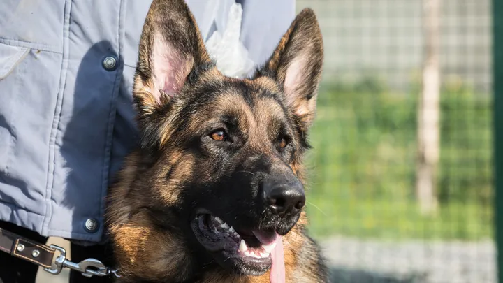 Un chien policier à la retraite fait une découverte intéressante avec l’aide de son propriétaire