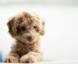 Het hele internet is in de ban van deze puppy – en wij snappen waarom
