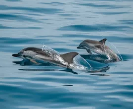 Dolphins spotted in New York's Bronx River for first time in 5 years