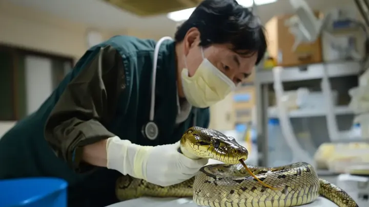 この女性は、毎晩、ペットのニシキヘビと一緒に安全に眠れると思っていました。 獣医師が彼女に驚くべき真実を伝えるまでは。