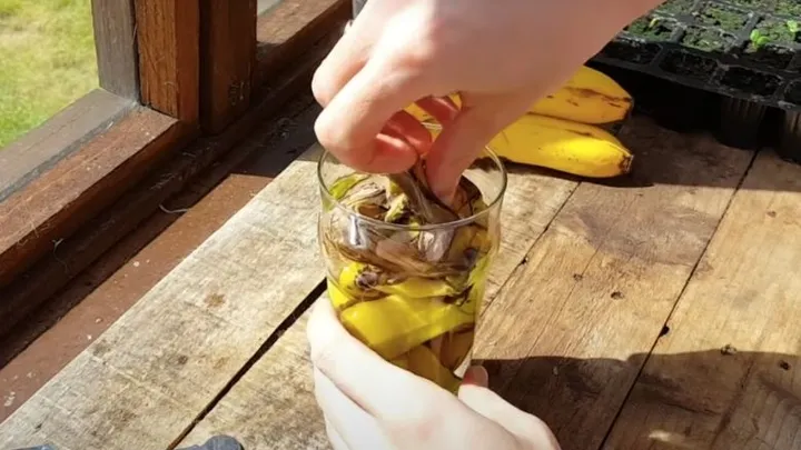 Waarom je je bananenschil niet moet weggooien, maar in water moet laten weken 