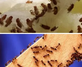 Hast du Silberfische, Fruchtfliegen oder Ameisen im Haus? DAS kannst du dagegen tun!