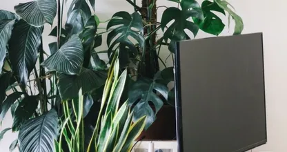 Avec cette astuce, vous pouvez faire pousser une plante d'intérieur en un rien de temps à partir d'une patate douce.
