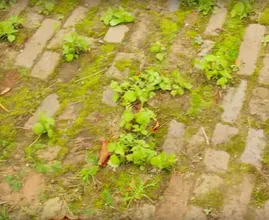 Questi sono 5 semplici e naturali trucchetti per liberarti dalle erbacce del tuo giardino!