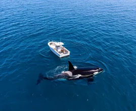 Orca Circles Boat in Open Water – When It Surfaces, Crew Sees What’s On Its Back