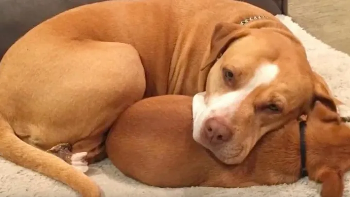 Esta pitbull se recusou a deixar o abrigo sem seu amigo chihuahua