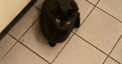 Wie kent de eigenaar van deze vastgebonden kittens?