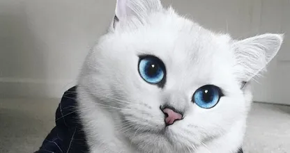 Wow, is dit de allermooiste kat op aarde? Wij kunnen niet stoppen met staren...