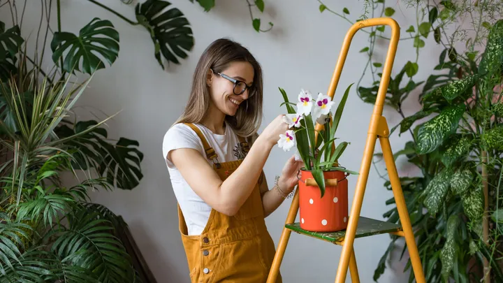 Groeit je orchidee alleen bladeren en wortels? Zo krijg je haar eindelijk weer in bloei