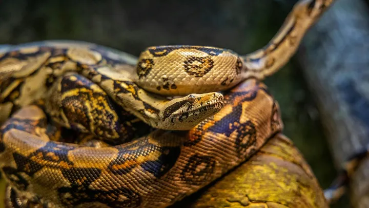 Eten we binnenkort écht pythonvlees?