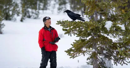 Raven Shows Lost Skier the Way to Safety