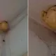Woman comes home and finds bizarre “egg” hanging on the ceiling of her room