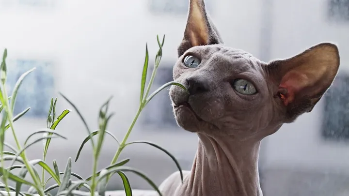 ¿Te atreverías a tener un gato Esfinge? La mascota más especial del mundo