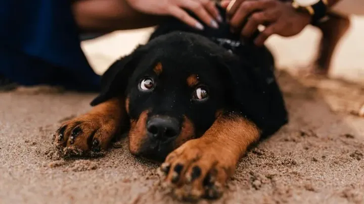 15 raças de cães que não podem ser mantidas como animais de estimação