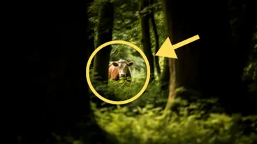 Landwirt findet vermisste Kuh nach 8 Monaten - als er näher kommt, wird er bleich