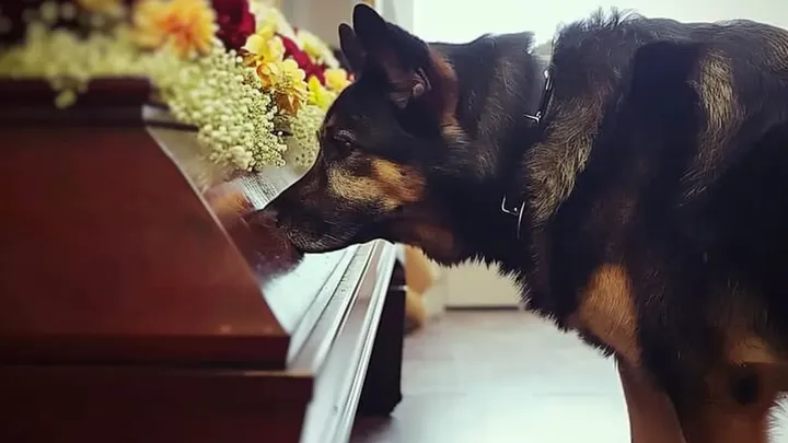 Un ex perro policía ladra al ataúd de su antiguo dueño y revela el secreto que se llevó a la tumba